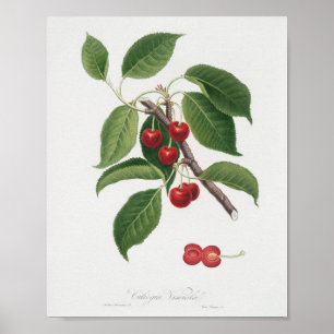 Poster Ilustração Botânica Vintage