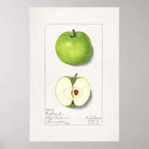 Poster Ilustração Botânica Vintage