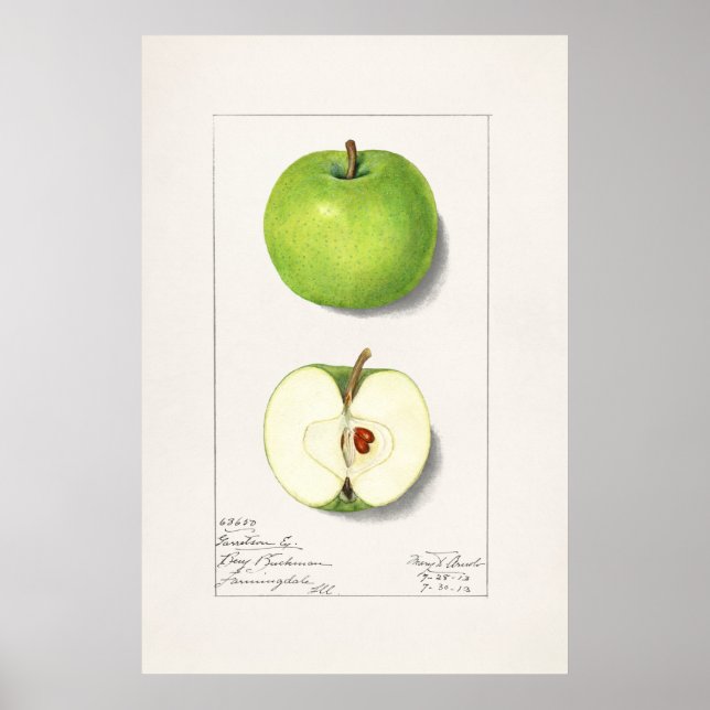 Poster Ilustração Botânica Vintage (Frente)