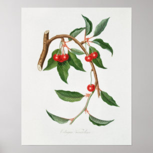 Poster Ilustração Botânica Vintage