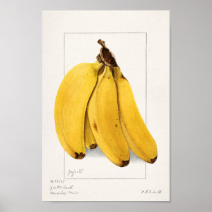 Poster Ilustração Botânica Vintage
