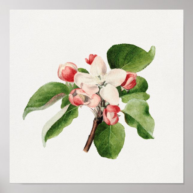 Poster Ilustração Botânica Vintage (Frente)