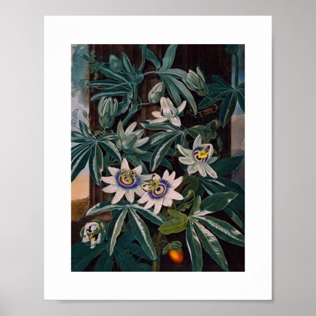 Poster Ilustração Botânica Vintage (Frente)
