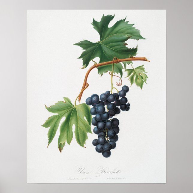 Poster Ilustração Botânica Vintage (Frente)