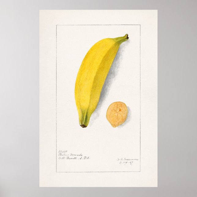 Poster Ilustração Botânica Vintage (Frente)