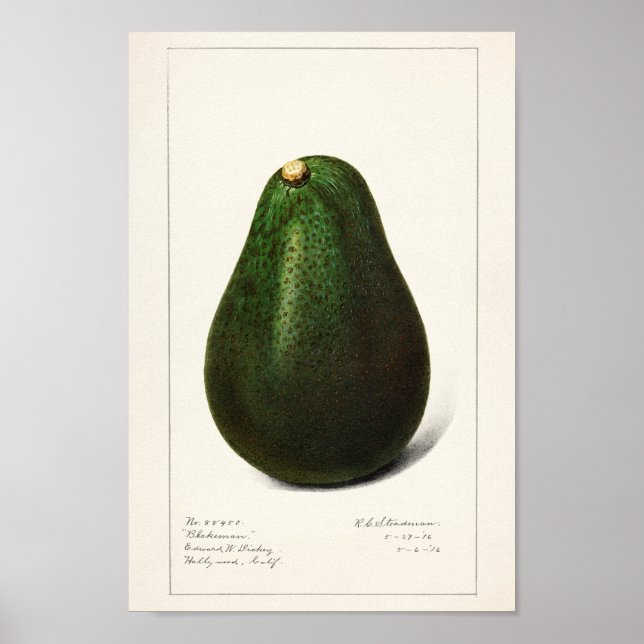 Poster Ilustração Botânica Vintage (Frente)
