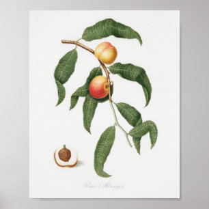 Poster Ilustração Botânica Vintage