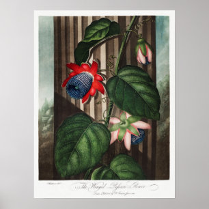 Poster Ilustração Botânica Vintage