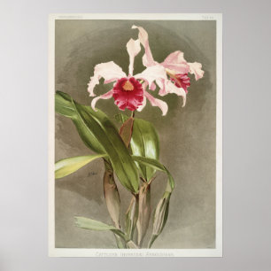 Poster Ilustração Botânica Vintage