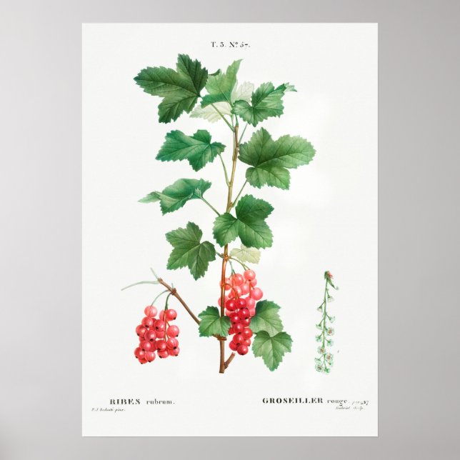 Poster Ilustração Botânica Vintage (Frente)