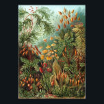 Poster Ilustração Botânica Vintage<br><div class="desc">Vintar vários cogumelos desenhando</div>