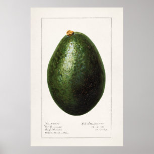 Poster Ilustração Botânica Vintage