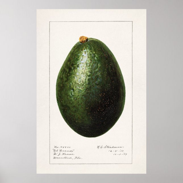 Poster Ilustração Botânica Vintage (Frente)