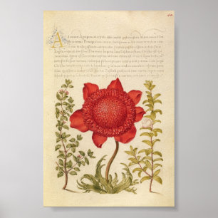 Poster Ilustração Botânica Vintage