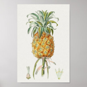 Poster Ilustração Botânica Vintage
