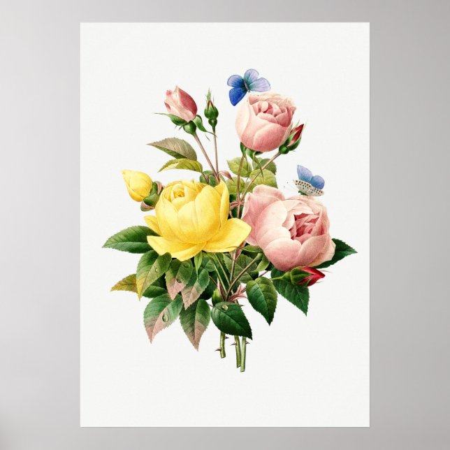 Poster Ilustração Botânica Vintage (Frente)