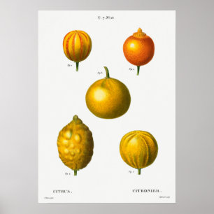 Poster Ilustração Botânica Vintage