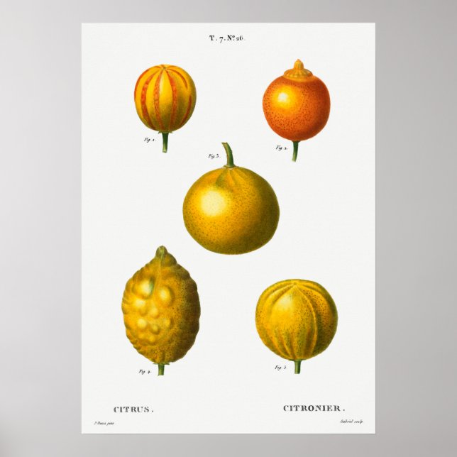Poster Ilustração Botânica Vintage (Frente)