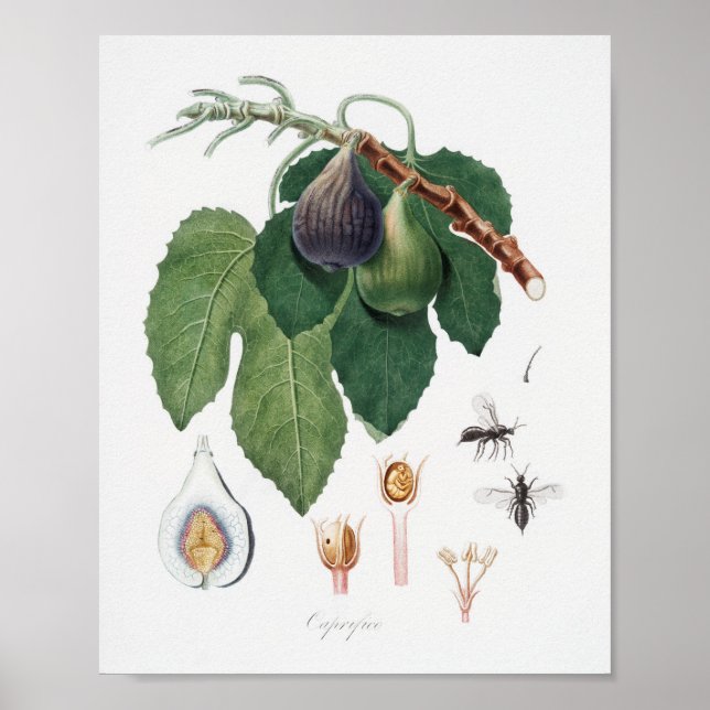 Poster Ilustração Botânica Vintage (Frente)