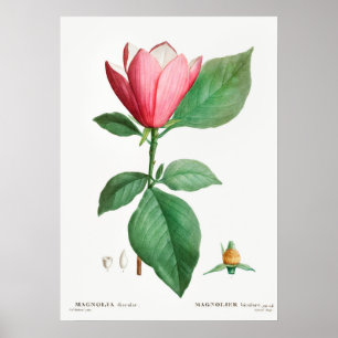Poster Ilustração Botânica Vintage