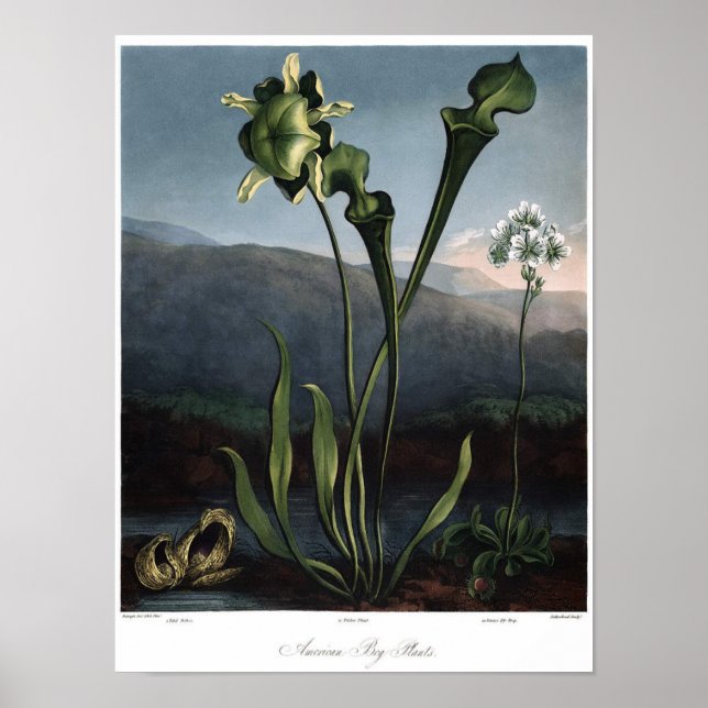 Poster Ilustração Botânica Vintage (Frente)