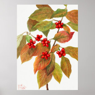 Poster Ilustração Botânica Vintage