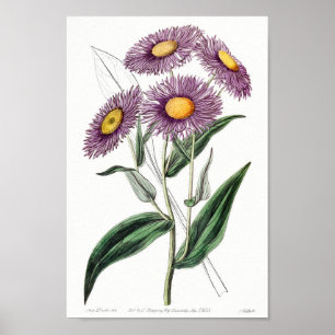 Poster Ilustração Botânica Vintage