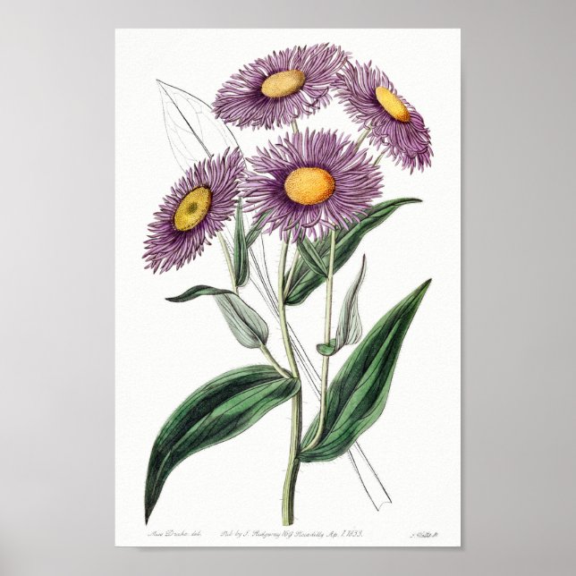 Poster Ilustração Botânica Vintage (Frente)