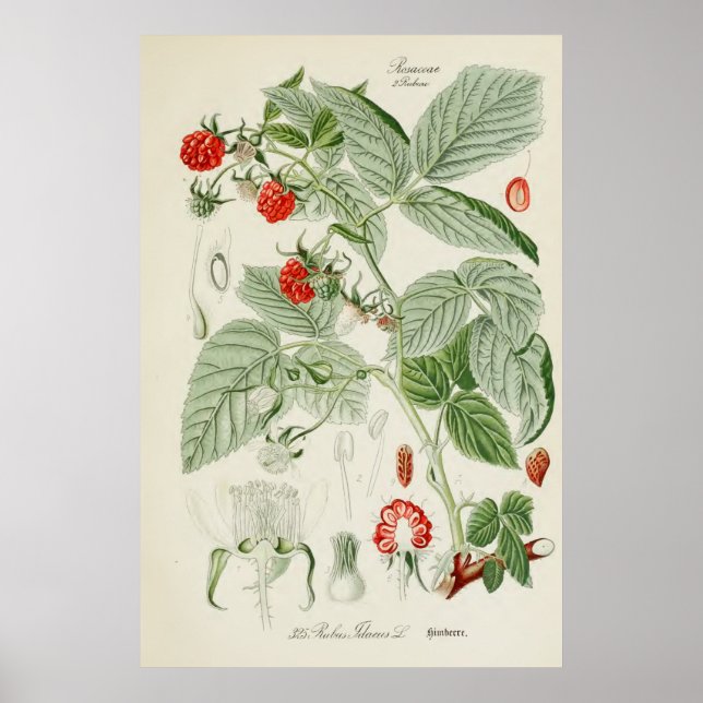 Poster Ilustração Botânica Vintage (Frente)