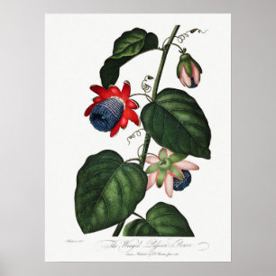 Poster Ilustração Botânica Vintage
