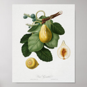Poster Ilustração Botânica Vintage