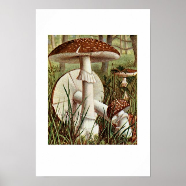 Poster Ilustração Botânica Vintage (Frente)