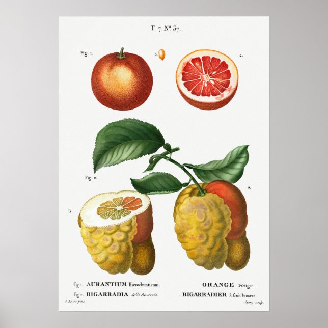 Poster Ilustração Botânica Vintage (Frente)