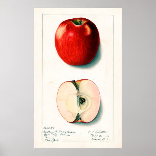 Poster Ilustração Botânica Vintage Apple