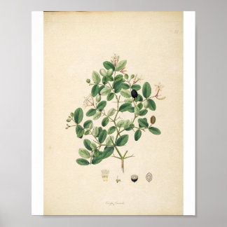 Poster Ilustração Botânica Vintage Arte Floral