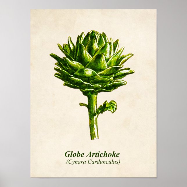 Poster Ilustração Botânica Vintage, Artichoke (Frente)