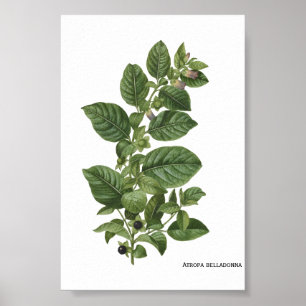 Poster Ilustração Botânica Vintage Atropa Belladonna