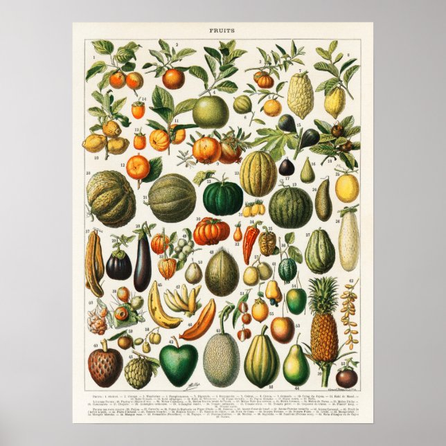 Poster Ilustração Botânica Vintage da Fruta (Frente)