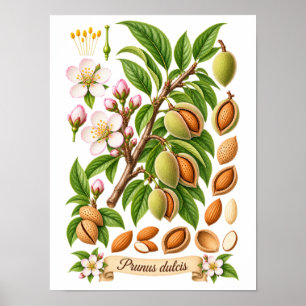 Poster Ilustração Botânica Vintage de Amêndoa