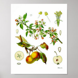 Poster Ilustração Botânica Vintage Flor de Fruta Maçã