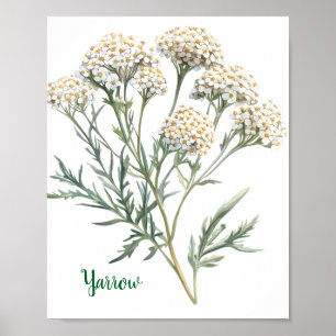 Poster Ilustração Botânica Vintage Mil-Folhas