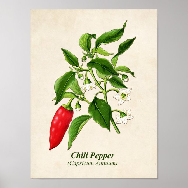 Poster Ilustração Botânica Vintage, Pepper Chili (Frente)
