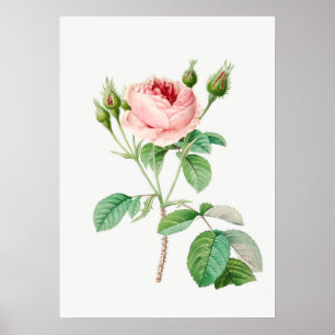 Poster Ilustração Botânica Vintage Rosa Rosa Rosa Rosa