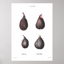 Ilustração botânica vítrea de figuras