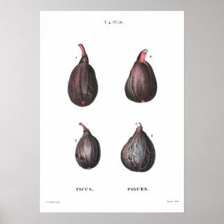 Poster Ilustração botânica vítrea de figuras