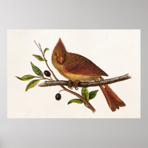 Poster Ilustração cardinal do pássaro da canção do