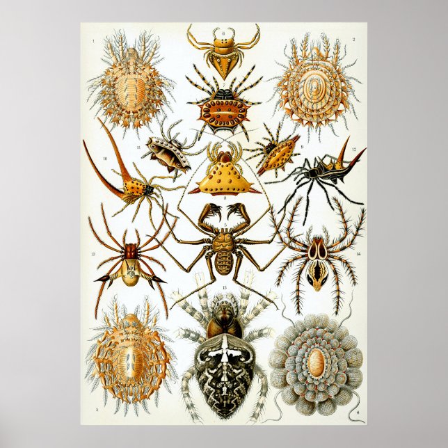 Poster Ilustração Científica Arachnid (Frente)
