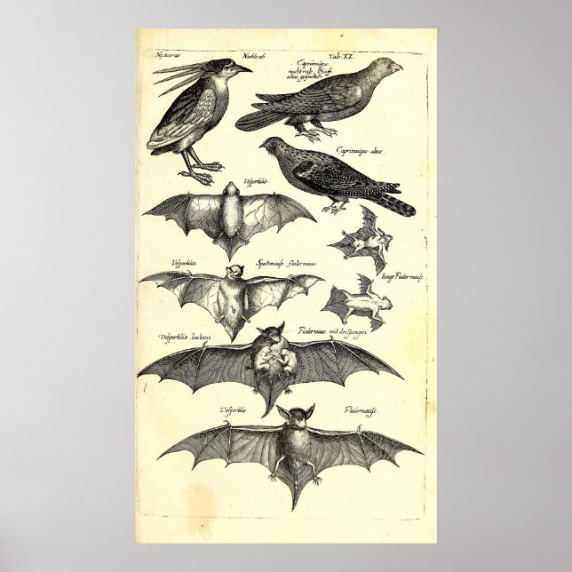Poster Ilustração Científica Aves e Bats (1650) (Frente)