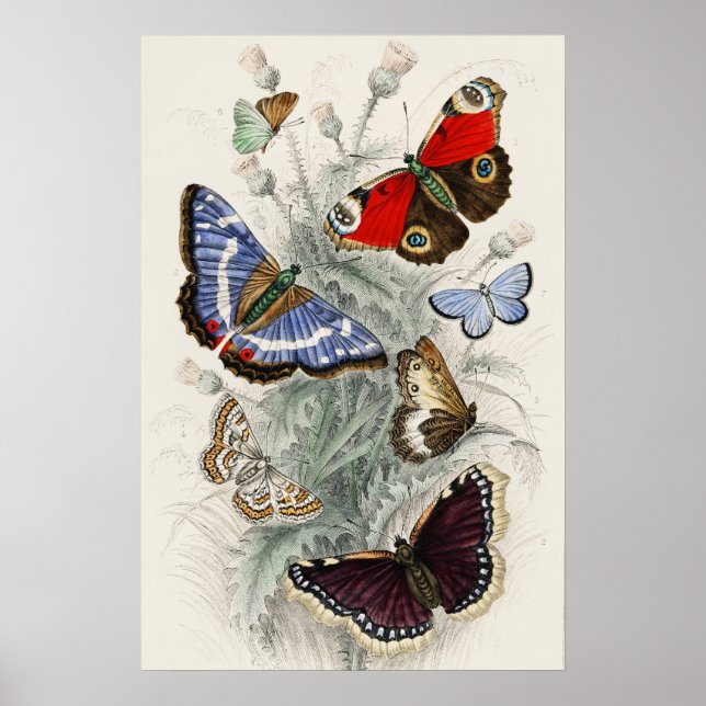 Poster Ilustração Científica Botânica de Borboleta Vintag (Frente)