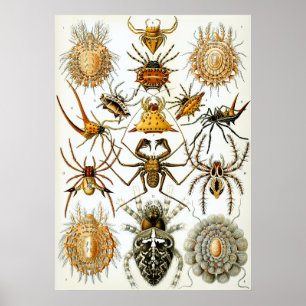 Poster Ilustração Científica de Arachnid